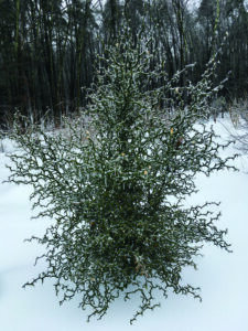 Trifoliate orange tree with no foliage in the snow in winter
